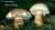 GALLENROEHRLING (TYLOPILUS FELLEUS) Bild 1
